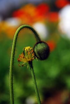 Poppy Bud Stock Image Poppy Bud Stock Image