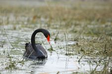 Black Swan Royalty Free Stock Photos