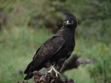 Long Crested Eagle Stock Image Long Crested Eagle Stock Image