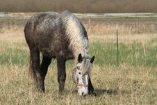 Horse Grazing Royalty Free Stock Photo Horse Grazing Royalty Free Stock Photo