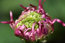 Purple Chrysanthemum Bud Stock Photography