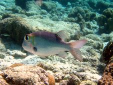 Fish : Humpnose Big-Eye Bream Royalty Free Stock Photo Fish : Humpnose Big-Eye Bream Royalty Free Stock Photo