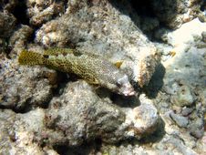 Fish : Foursaddle Grouper In The Reef Stock Photos Fish : Foursaddle Grouper In The Reef Stock Photos