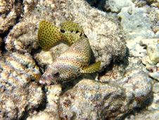 Fish : Foursaddle Grouper Stock Images Fish : Foursaddle Grouper Stock Images