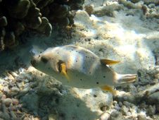Fish : Blackspotted Puffer Royalty Free Stock Images Fish : Blackspotted Puffer Royalty Free Stock Images