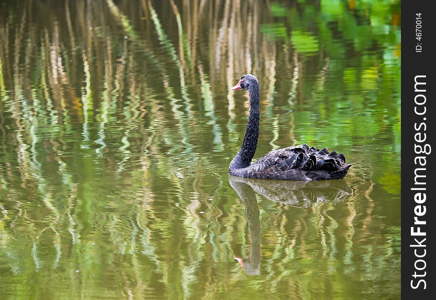 Black Swan swimming on lake in a drizzle