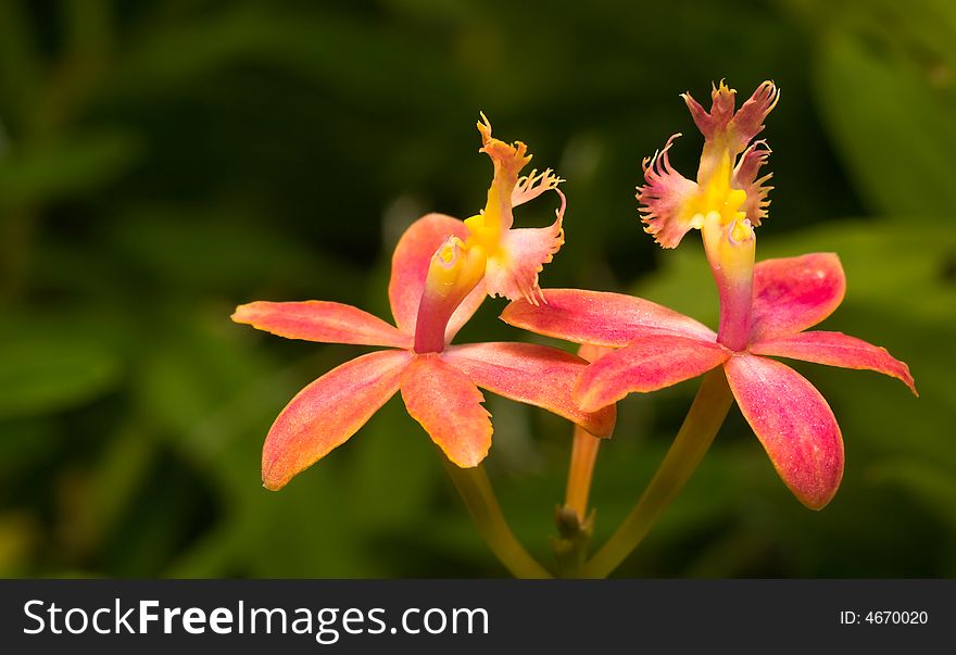 Colorful hybrid epidendrum orchid growing in a botanical gardens