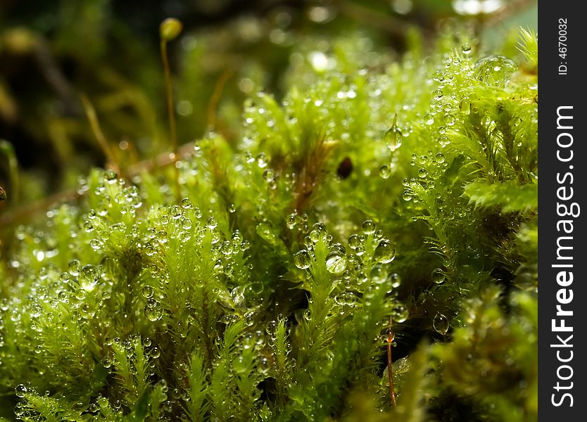Numerous tiny dew drops trapped among the close spaces between the leaves and stalks of a moss