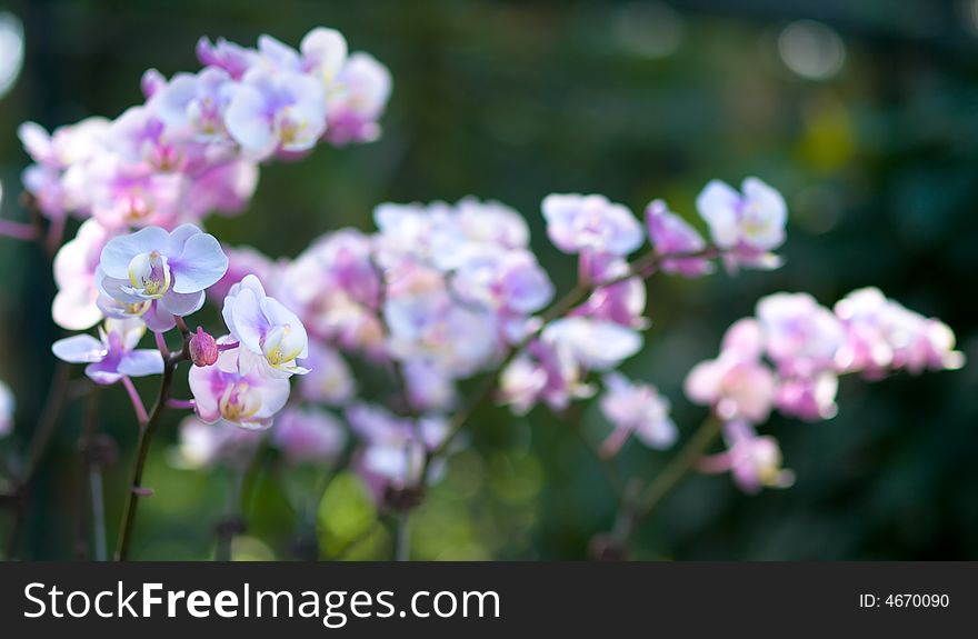 A large Inflorescence of Phalaenopsis hybrid orchids growing in a botanic garden. A large Inflorescence of Phalaenopsis hybrid orchids growing in a botanic garden