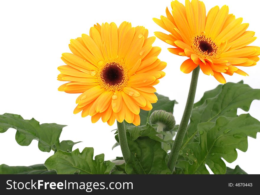 Orange gerber daisies on white