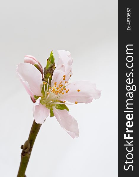 First peach blossom is blooming