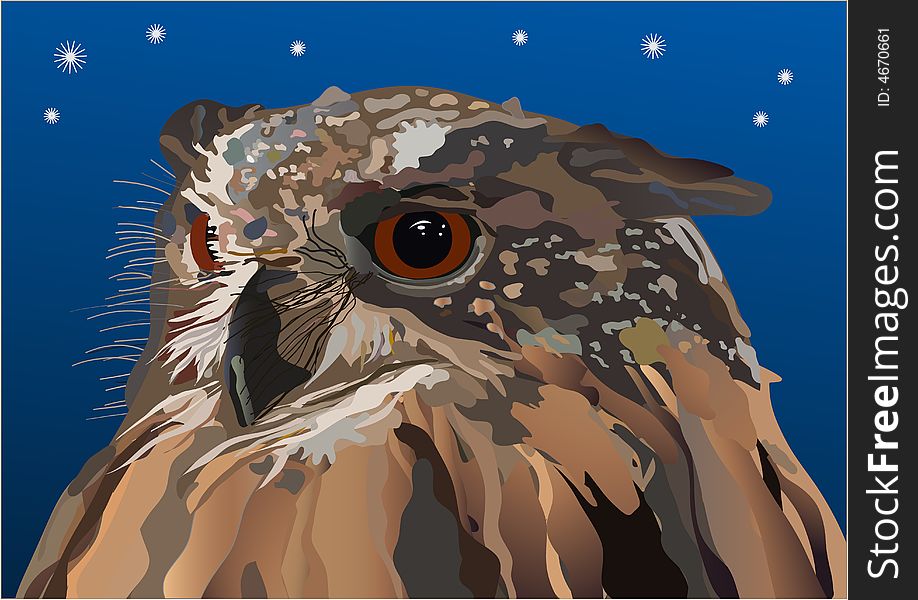 A  concentrates  owl in the night.

Vector-Illustration.