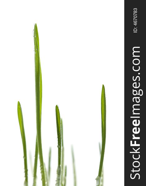 Fresh Grass Isolated