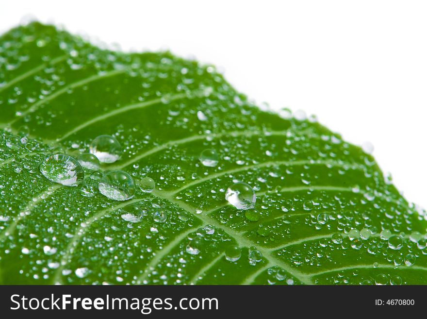 Macro of fresh leaf with water drops. Macro of fresh leaf with water drops