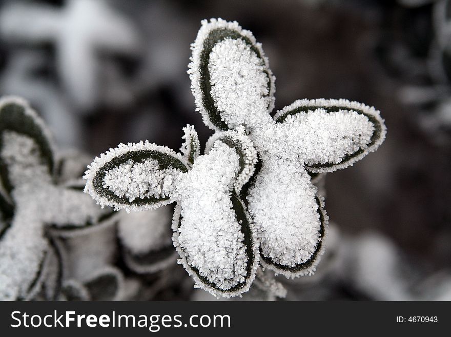 Snow flower