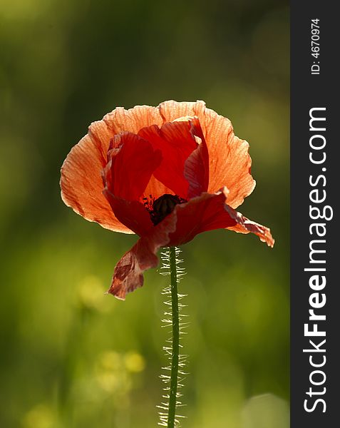 Bright red poppy flower on green background. Bright red poppy flower on green background.