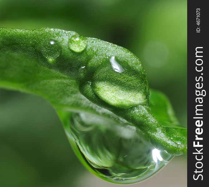 Water Droplet On Green Leaf