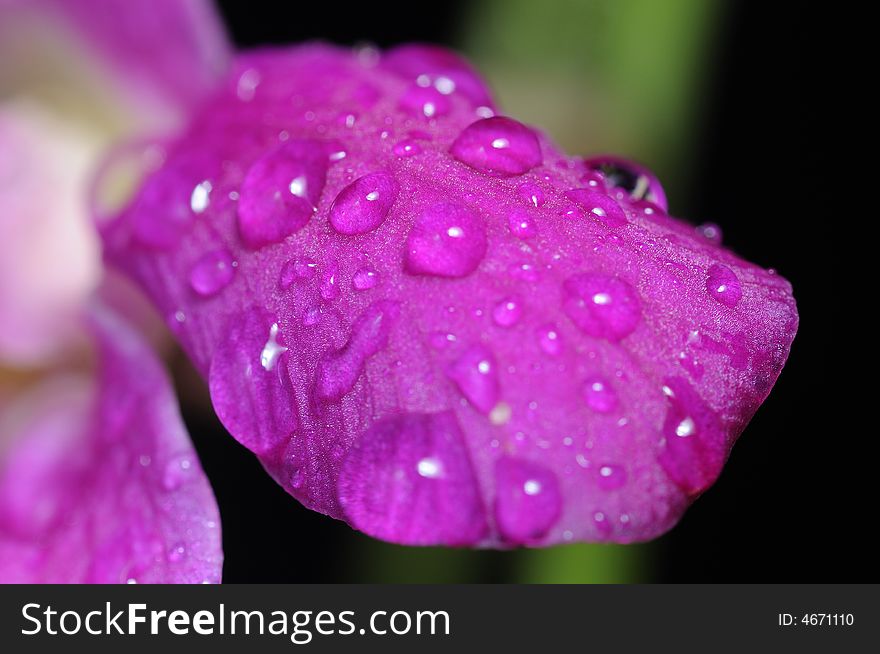 Water droplets on the petal of an orchid. Water droplets on the petal of an orchid
