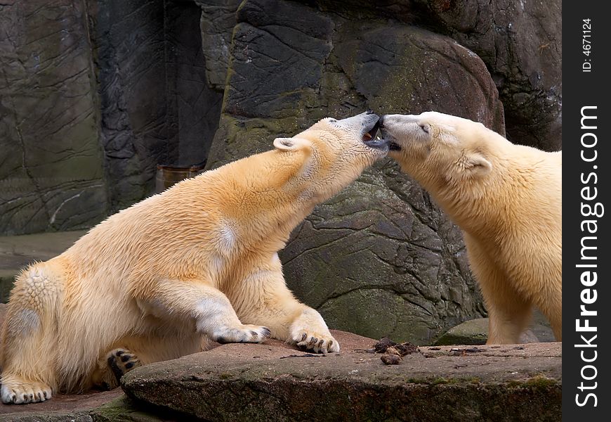 Polar bears are kissing in front of a some cliffs. Polar bears are kissing in front of a some cliffs