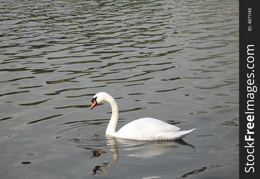 White swan swimming in a lake