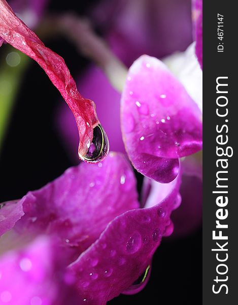 A water droplet hanging on an orchid plant. A water droplet hanging on an orchid plant