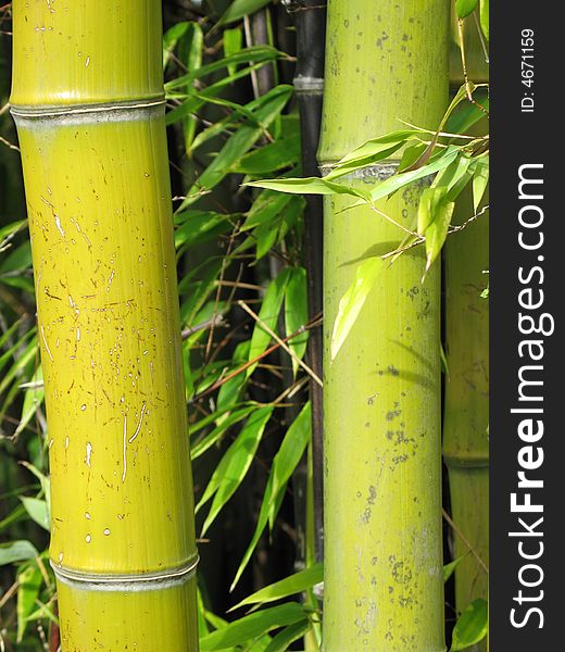 Green bamboo forest close-up