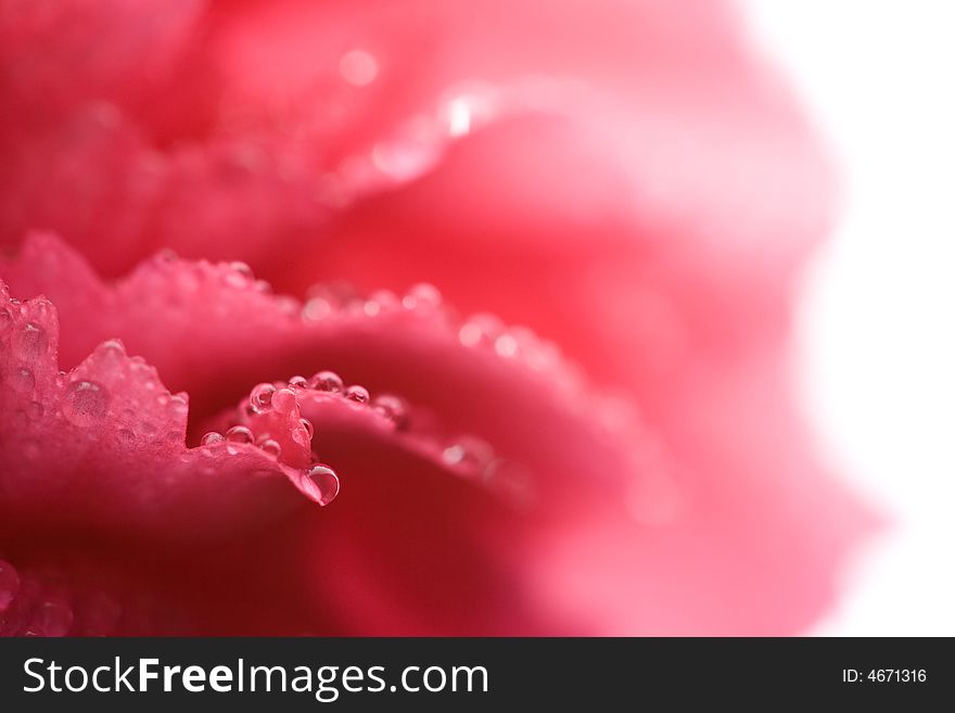 Macro of carnation petals with dew