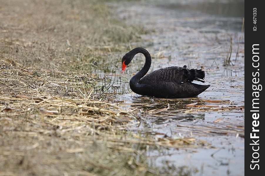 A black swan beside the lake