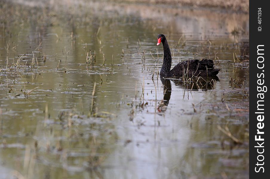 A black swan in the lake