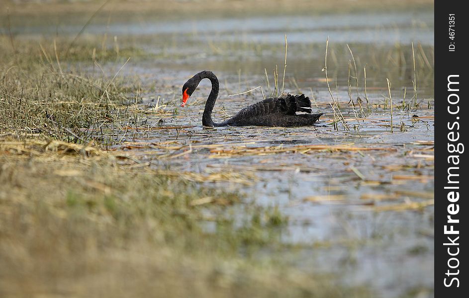A black swan in the lake