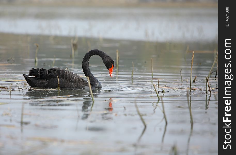 A black swan in the lake