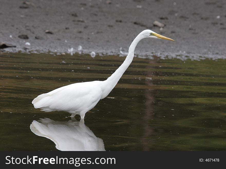 Egret looking for food walking in the lake