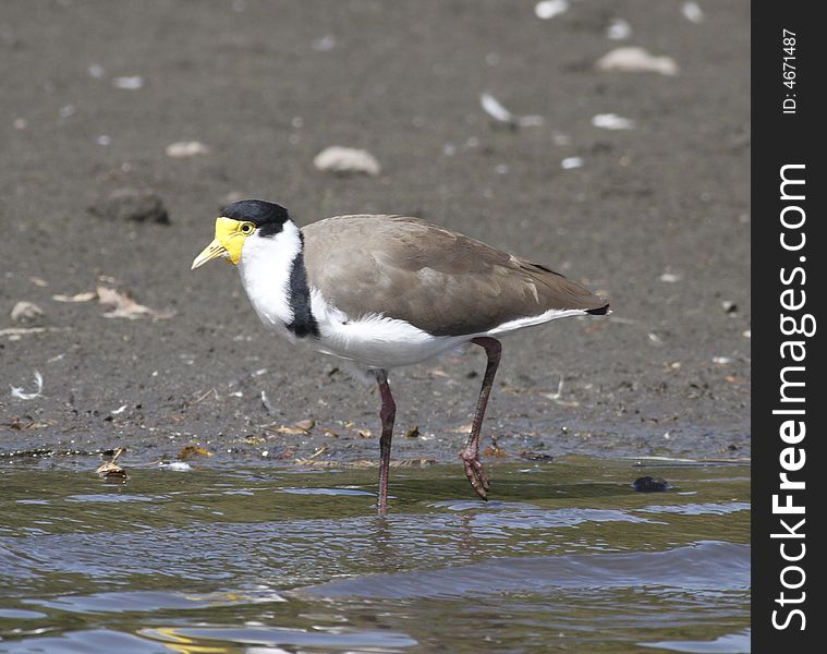 Bird is walking at the edge of lake looking for food. Bird is walking at the edge of lake looking for food