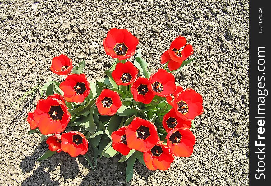 Bush of red tulips. Spring season