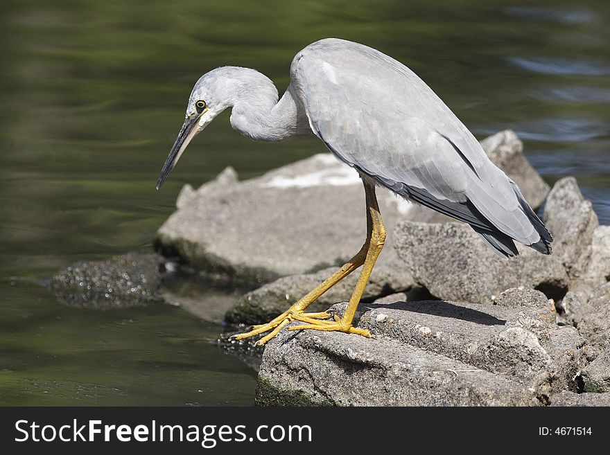 Heron, grey bird is looking for food, small fish at the lake