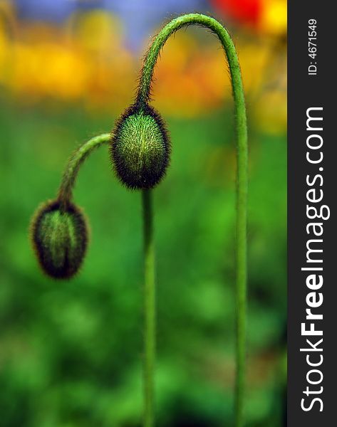 The poppy bud
double bud
and the color very bright