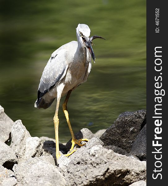 Bird, heron just caught little fish, baby eel at the lake