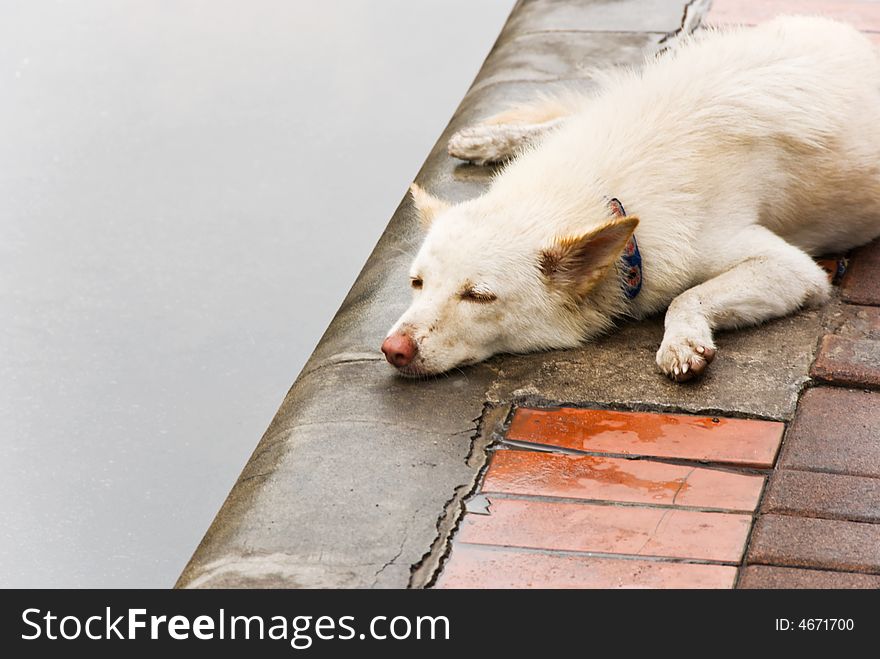 Street dog sleeping on the ground