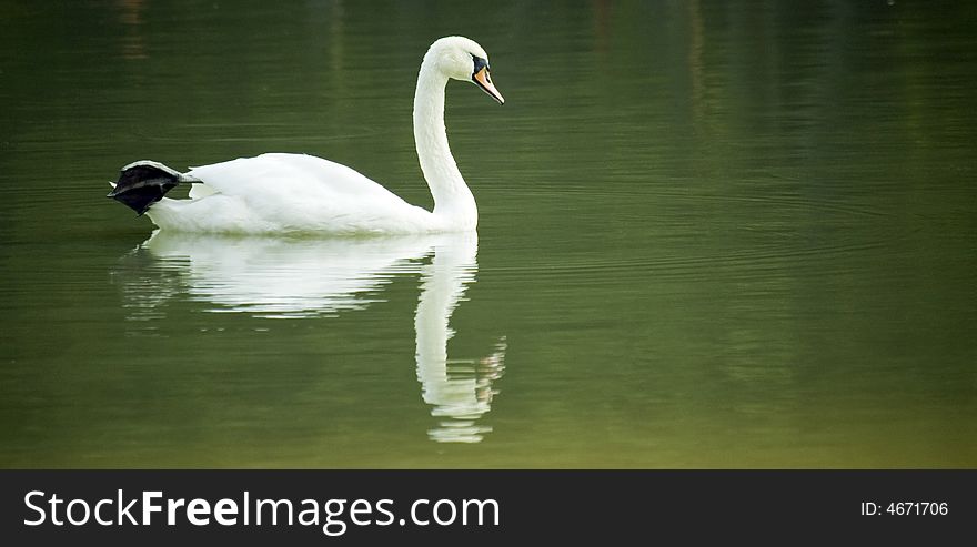 Swan at the green lake