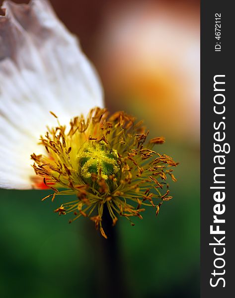 A withered poppy,Pistil, stamen and pollen of the poppy
means replace,but still power. A withered poppy,Pistil, stamen and pollen of the poppy
means replace,but still power