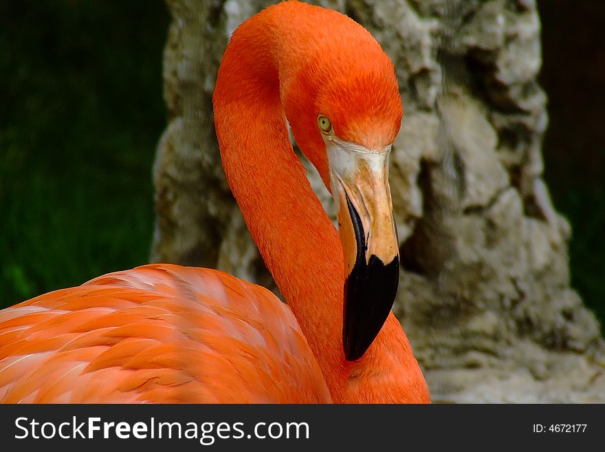 In the zoo, a very beautiful bird. it is name is Flamingo.