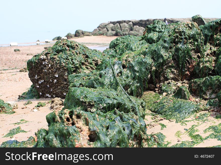 Coral Reef With Seaweed2