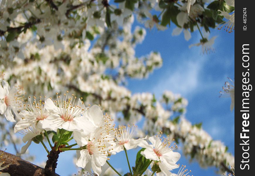 Wild apple flower in a sunny day. Wild apple flower in a sunny day