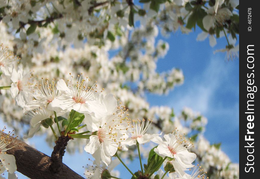 Wild apple flower in a sunny day. Wild apple flower in a sunny day