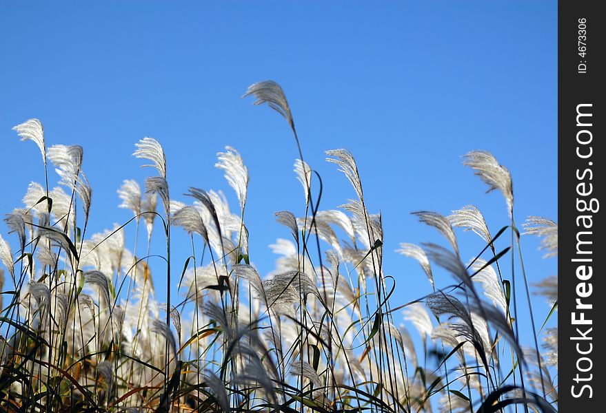 High dry reed on the blue sky bakground. High dry reed on the blue sky bakground