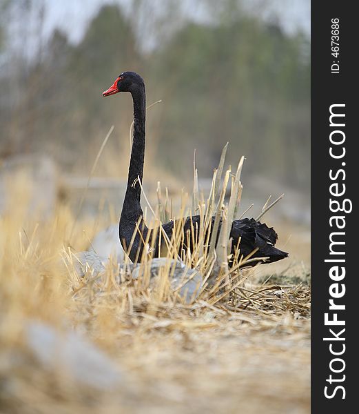 A black swan beside the lake