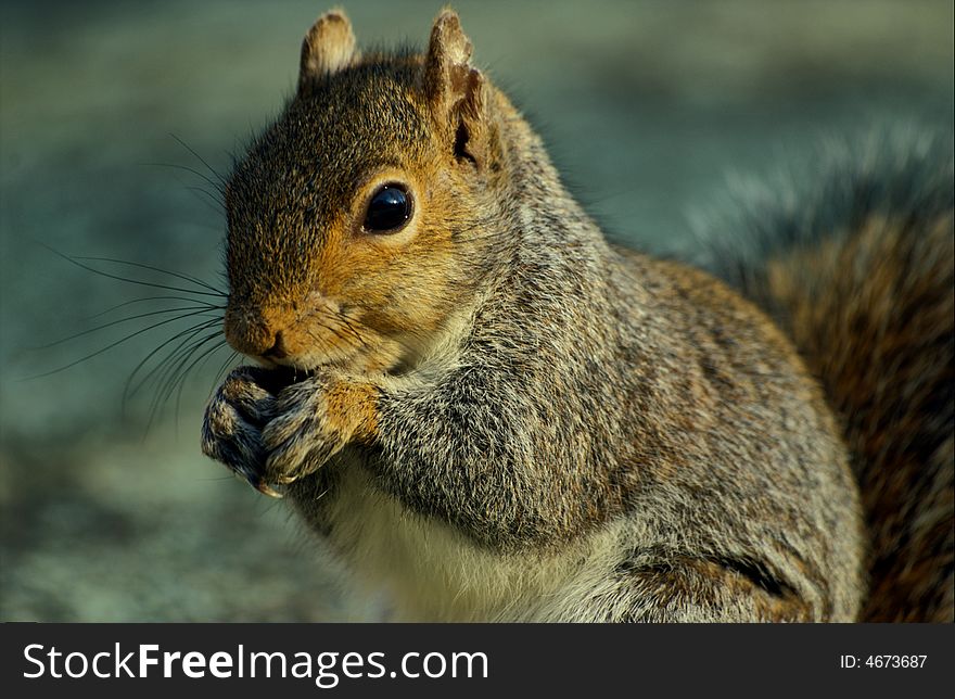 A cute squirrel eating nuts