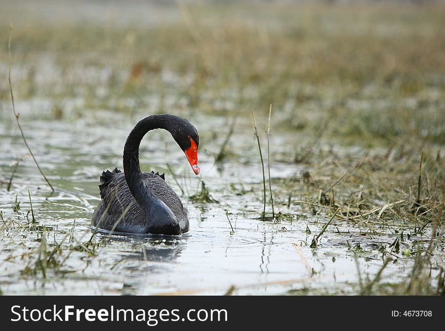A black swan in lake
