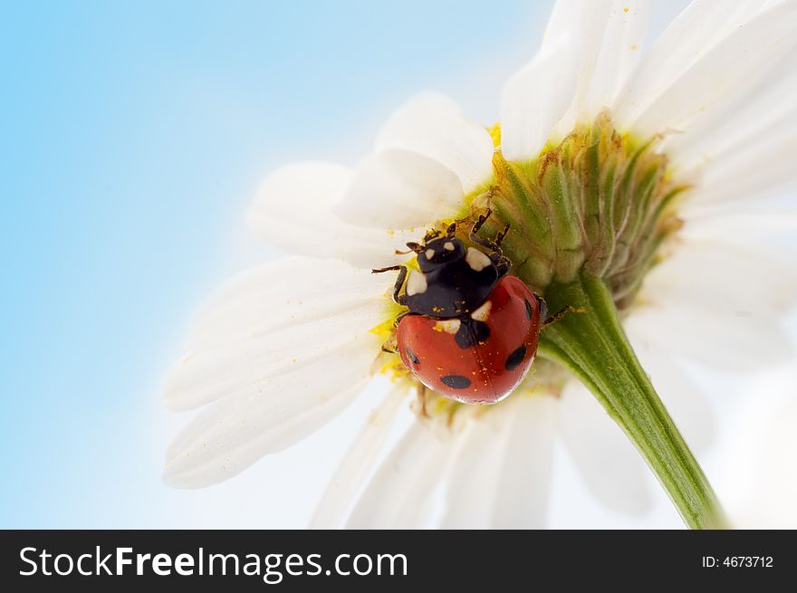 Camomile Flower With Ladybug