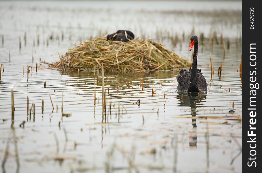 A couple of black swan in lake